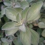 Plectranthus amboinicus Blad