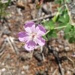 Geranium viscosissimum Blomst