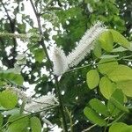 Mimosa caesalpiniifolia Blomst
