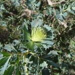 Banksia sessilis Blad