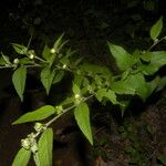 Sida cuspidata Hoja