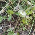 Medicago orbicularis Fruto