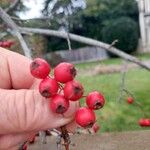 Crataegus persimilisFrucht