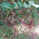 Polygonatum odoratum Агульны выгляд