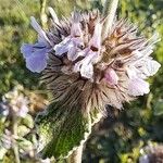 Marrubium supinum Flower