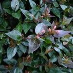 Abelia x grandiflora Folha