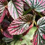 Begonia brevirimosa Habit