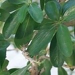 Serissa japonica Hoja