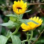 Calendula officinalis Habit