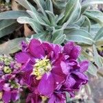 Matthiola incana Flor