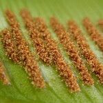 Asplenium africanum Leaf