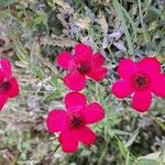 Linum grandiflorum Kwiat