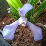 Cipura paludosa Kwiat
