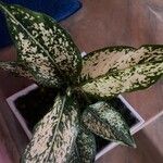 Aglaonema costatum Blatt