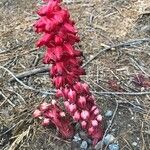 Sarcodes sanguinea Flower