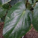 Piper schiedeanum Leaf