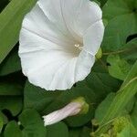 Convolvulus silvaticusFlors