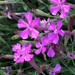 Silene schafta Flower