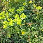 Euphorbia helioscopia Tervik taim