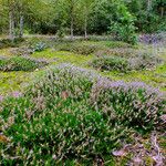 Calluna vulgaris Habitat