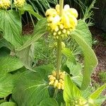 Phlomis samia Deilen