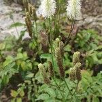 Sanguisorba canadensis Elinympäristö