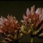 Trifolium ciliolatum Kwiat