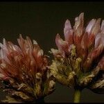 Trifolium ciliolatum Flower