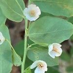 Vaccinium stamineum Flower