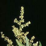 Dimocarpus longan Цветок