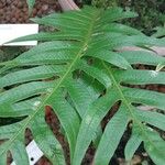 Drynaria coronans Leaf