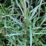 Helichrysum italicum Blad