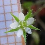 Arenaria leptoclados Flor