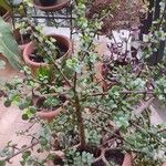 Portulacaria afraΦύλλο