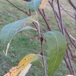 Salix hookeriana Hoja