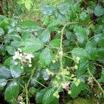 Rubus dentatifolius Other