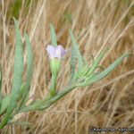 Convolvulus equitans Hábito