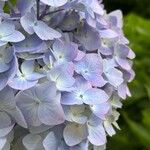 Hydrangea spp.花