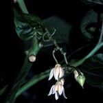 Cyphomandra betacea Blüte