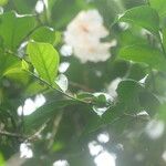 Brunfelsia grandifloraFiore