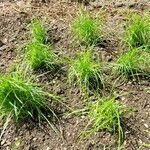 Cyperus esculentus موطن