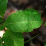 Asclepias variegata Leaf