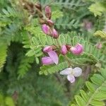 Coursetia dubia Cvet