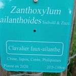 Zanthoxylum ailanthoides Muu