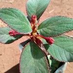 Kohleria hirsuta Feuille