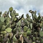 Opuntia leucotricha Blatt