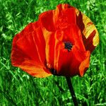 Papaver orientale Flor