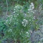 Erica arborea Blad