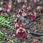 Aristolochia arborea Frunză