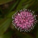 Helonias bullata 花